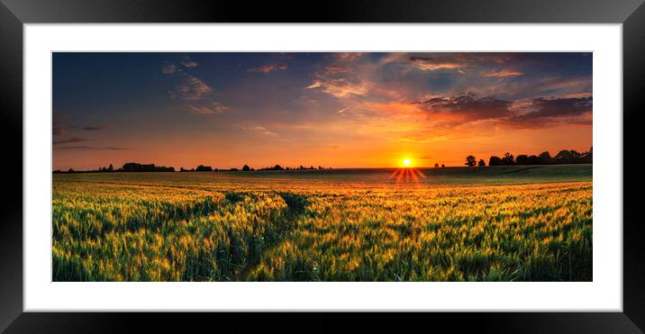 Sunset over a wheat field in Northamptonshire Framed Mounted Print by Alan Hill