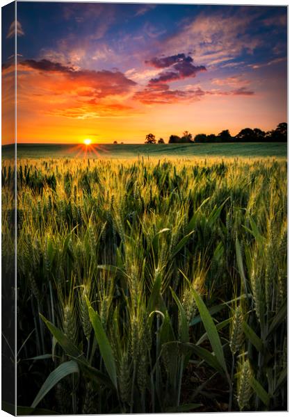 Sunset over a wheat field in Northamptonshire Canvas Print by Alan Hill