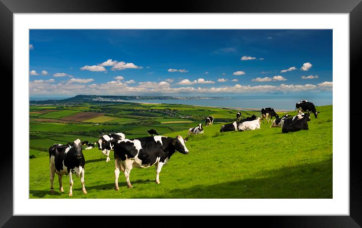 Cattle in the Dorset countryside overlooking Portland Framed Mounted Print by Alan Hill