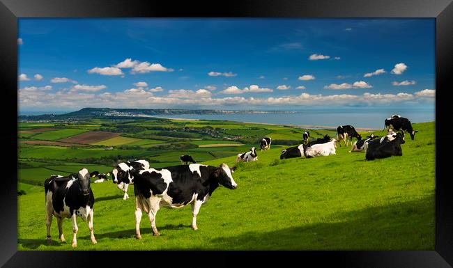 Cattle in the Dorset countryside overlooking Portland Framed Print by Alan Hill