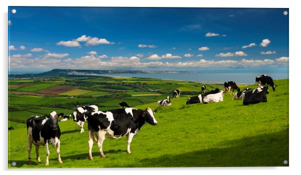 Cattle in the Dorset countryside overlooking Portland Acrylic by Alan Hill