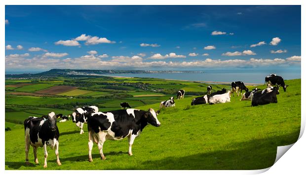 Cattle in the Dorset countryside overlooking Portland Print by Alan Hill