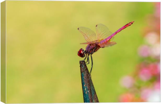 Red dragonfly perched on railings in Corfu Town Canvas Print by Alan Hill