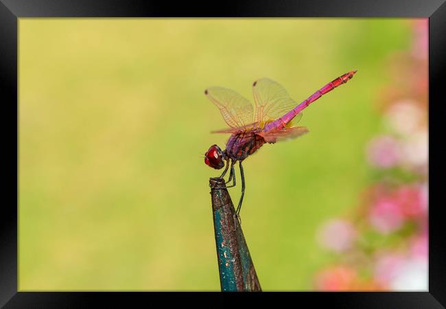 Red dragonfly perched on railings in Corfu Town Framed Print by Alan Hill