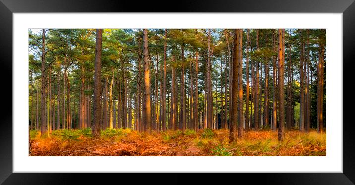 New Forest trees in autumn Framed Mounted Print by Alan Hill