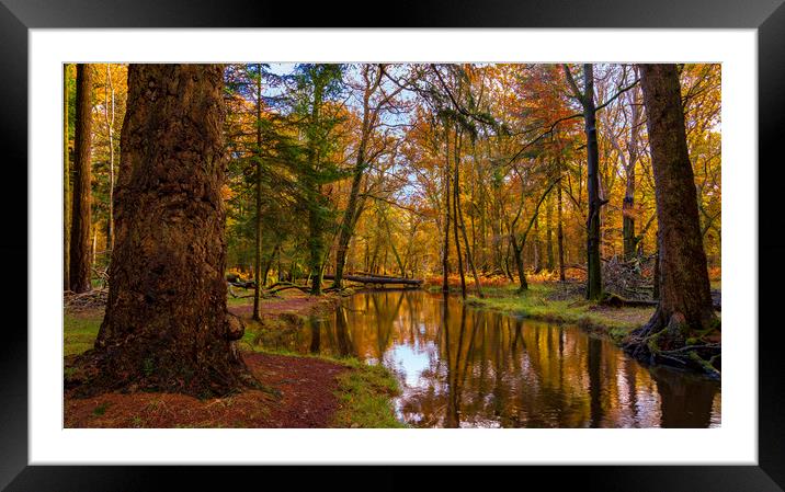 New Forest trees in autumn Framed Mounted Print by Alan Hill