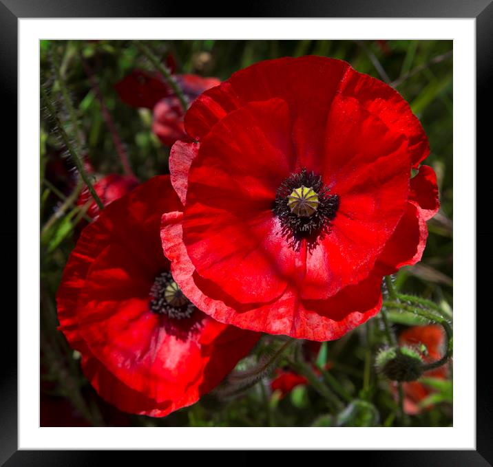 A field of bright, red poppies  Framed Mounted Print by Alan Hill