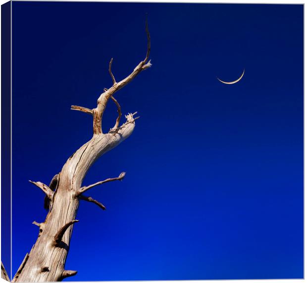Dead tree reaches up to a crescent moon Canvas Print by Alan Hill