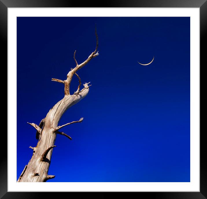 Dead tree reaches up to a crescent moon Framed Mounted Print by Alan Hill