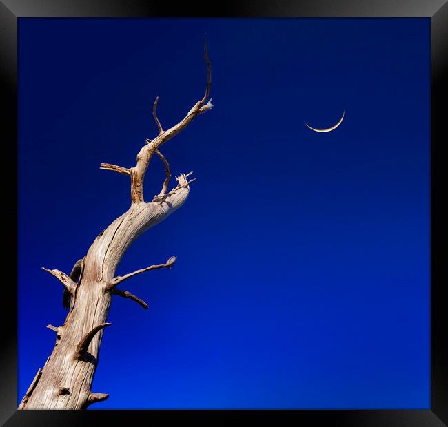 Dead tree reaches up to a crescent moon Framed Print by Alan Hill