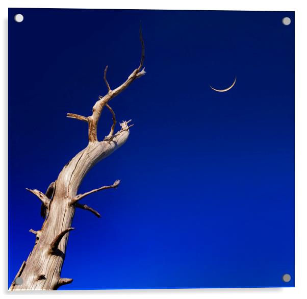 Dead tree reaches up to a crescent moon Acrylic by Alan Hill