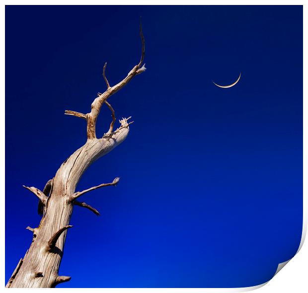 Dead tree reaches up to a crescent moon Print by Alan Hill