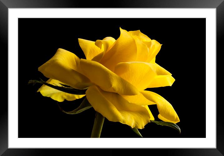 Rose isolated on a black background Framed Mounted Print by Alan Hill