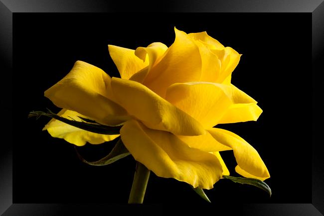 Rose isolated on a black background Framed Print by Alan Hill