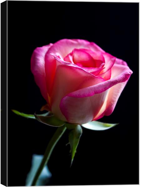 Rose isolated on a black background Canvas Print by Alan Hill