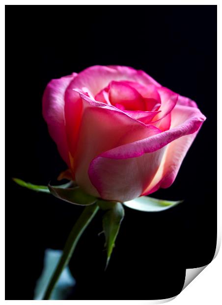 Rose isolated on a black background Print by Alan Hill