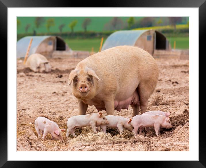 A sow looks on whilst her litter play in the foreground Framed Mounted Print by Alan Hill