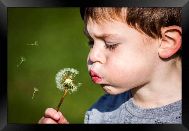  A boy blowing dandelion seeds Framed Print by Alan Hill