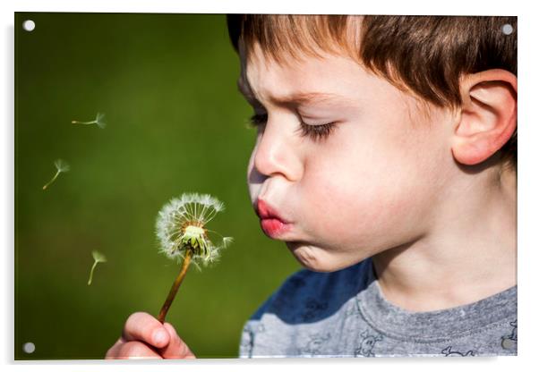  A boy blowing dandelion seeds Acrylic by Alan Hill