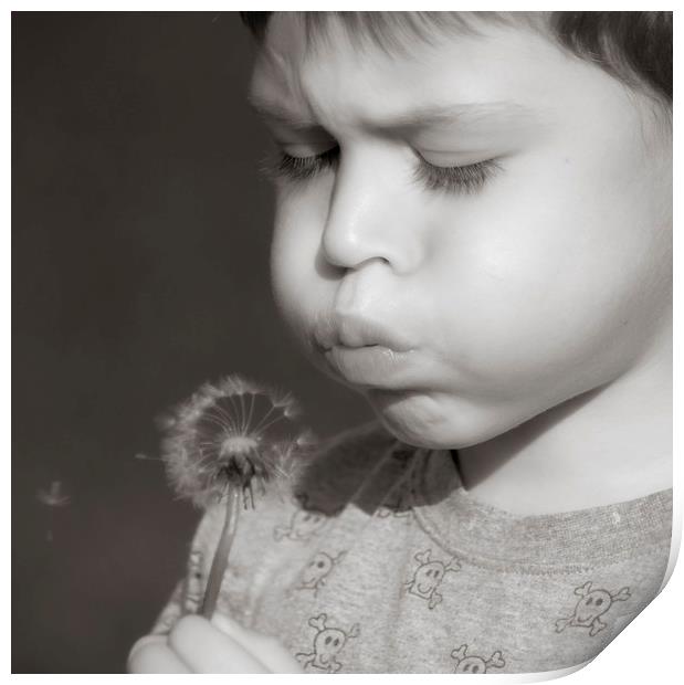  A boy blowing dandelion seeds Print by Alan Hill