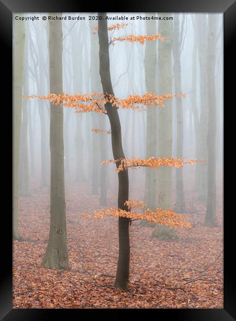 Misty Beech Wood Framed Print by Richard Burdon