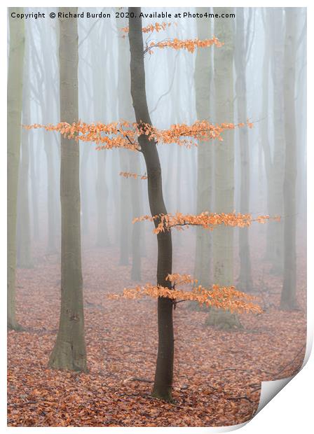 Misty Beech Wood Print by Richard Burdon