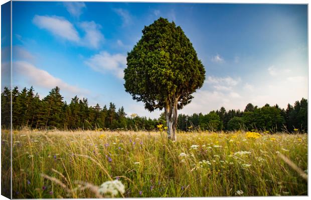 Lonely juniper tree on the meadow. Canvas Print by Alexey Rezvykh