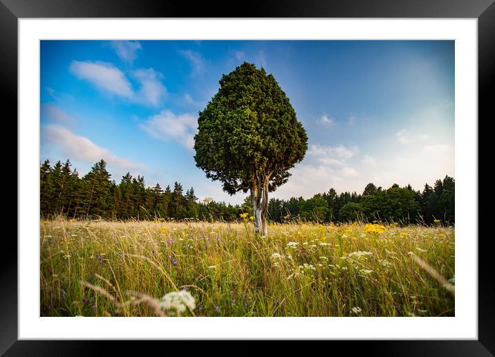 Lonely juniper tree on the meadow. Framed Mounted Print by Alexey Rezvykh