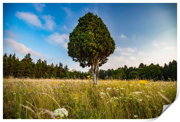 Lonely juniper tree on the meadow. Print by Alexey Rezvykh