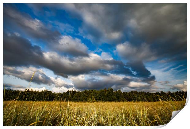 A meadow grass and sky with clouds. Print by Alexey Rezvykh