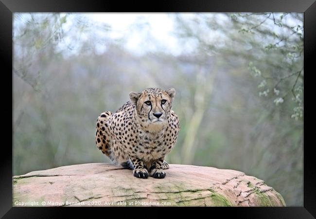 ready to pounce Framed Print by Martyn Bennett