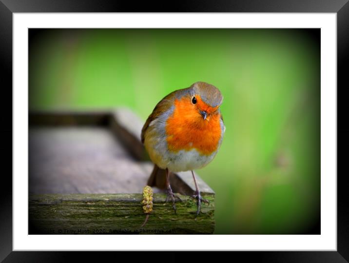 Red Robin Framed Mounted Print by Terry Hunt