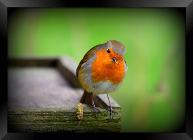 Red Robin Framed Print by Terry Hunt