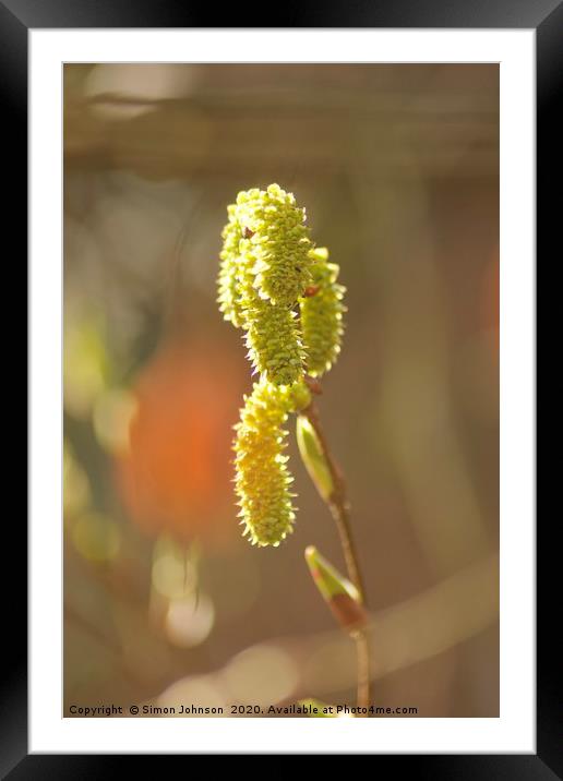Spring Catkins Framed Mounted Print by Simon Johnson