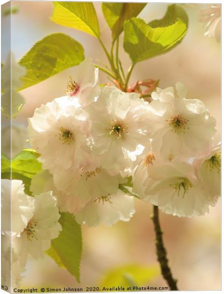 blossom close up Canvas Print by Simon Johnson