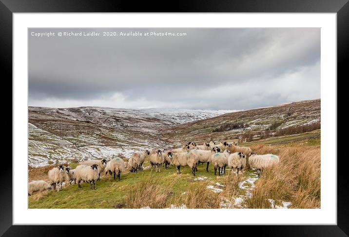 Swaledales in a wintry Hudes Hope valley Framed Mounted Print by Richard Laidler