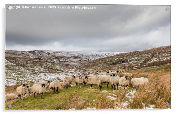 Swaledales in a wintry Hudes Hope valley Acrylic by Richard Laidler