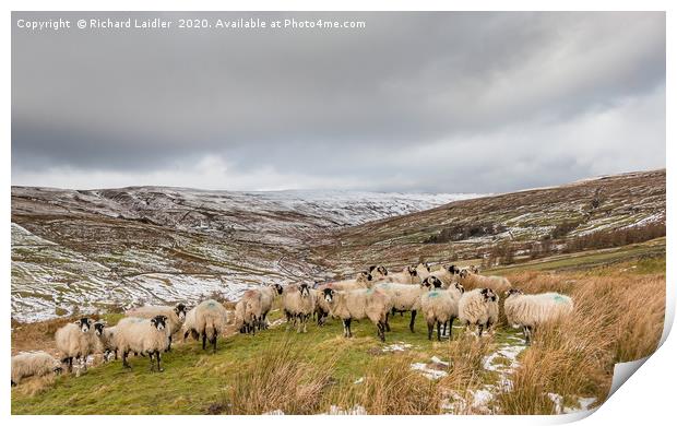 Swaledales in a wintry Hudes Hope valley Print by Richard Laidler