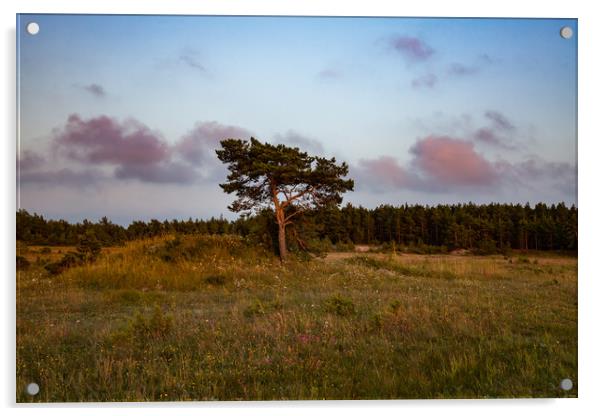 Lonely pine tree on the field Acrylic by Alexey Rezvykh