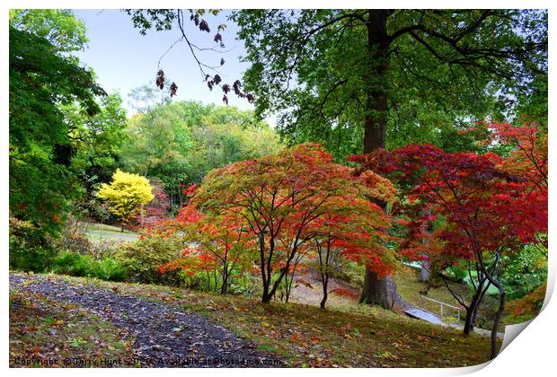 The changing colours of Hole Park gardens  Print by Terry Hunt