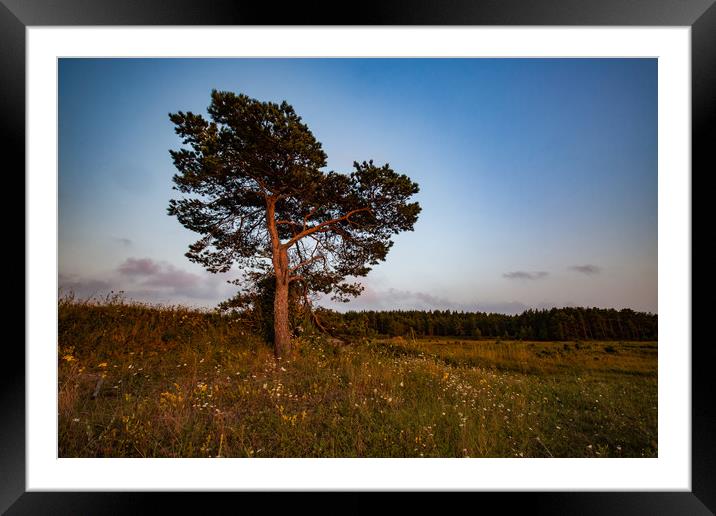 Lonely pine tree on a field Framed Mounted Print by Alexey Rezvykh