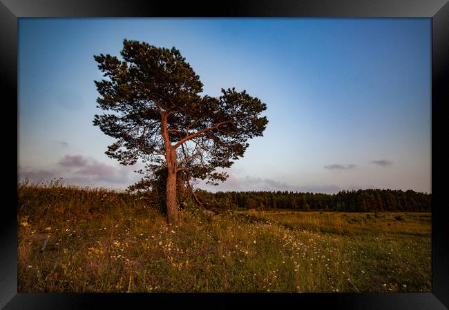 Lonely pine tree on a field Framed Print by Alexey Rezvykh