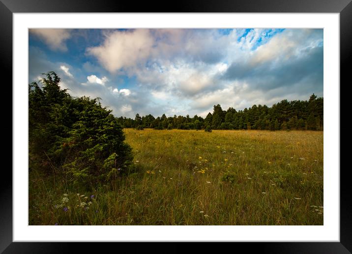 Juniper on field with flowers and forest. Framed Mounted Print by Alexey Rezvykh