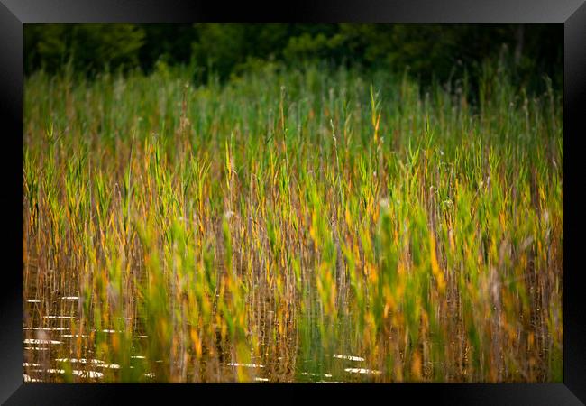 Green grass on the lake water. Framed Print by Alexey Rezvykh