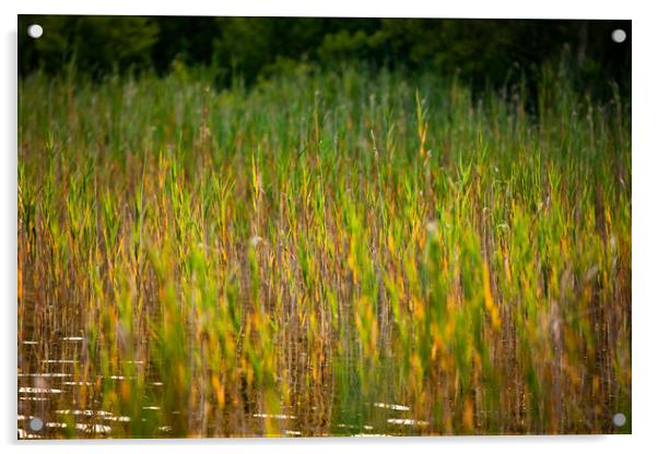 Green grass on the lake water. Acrylic by Alexey Rezvykh