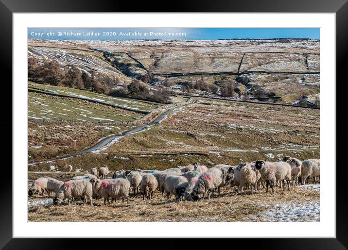 Winter Feeding at Coldberry Framed Mounted Print by Richard Laidler