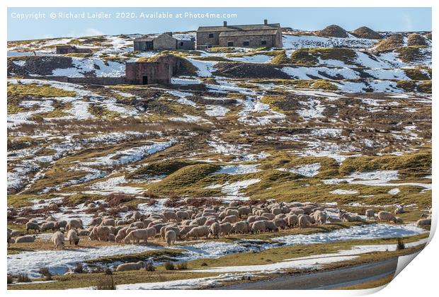 Winter Feeding at Coldberry Lead Mine, Teesdale Print by Richard Laidler