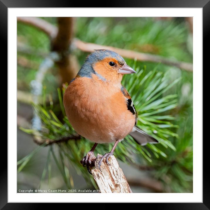 Cairngorm Chaffinch Framed Mounted Print by jotrphoto.crd. 