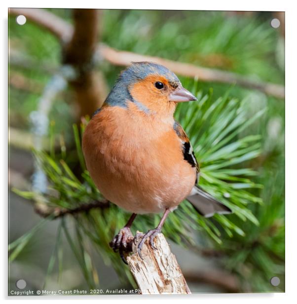 Cairngorm Chaffinch Acrylic by jotrphoto.crd. 