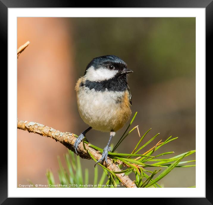 Coal-Tit Framed Mounted Print by jotrphoto.crd. 